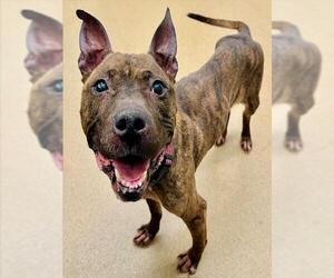 American Pit Bull Terrier Dogs for adoption in Derwood, MD, USA