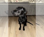 Small #4 Labrador Retriever Mix