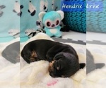 Small Photo #4 Dachshund Puppy For Sale in THORNTON, CO, USA