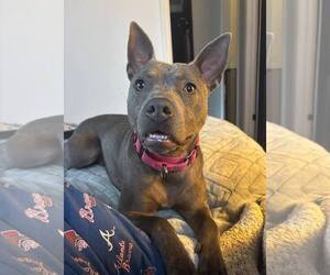 Gimlet - Female Mutt Dog for Adoption - Photo #6