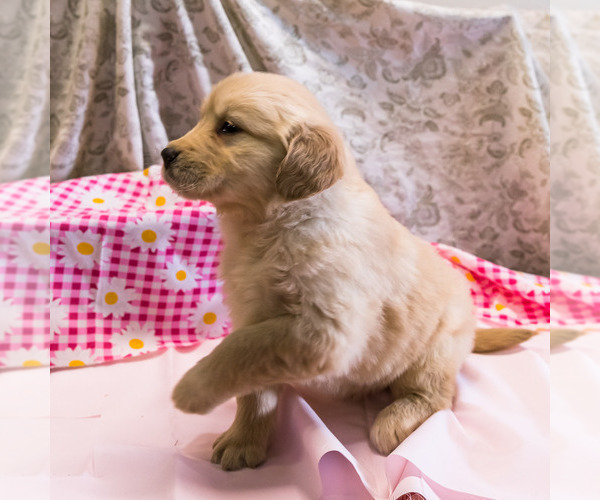 Medium Photo #5 Golden Retriever Puppy For Sale in WAKARUSA, IN, USA