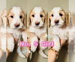 Puppy Puppy 5 Labradoodle-Poodle (Standard) Mix