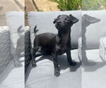 Small Chihuahua Mix