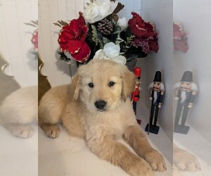 Golden Retriever Puppy for Sale in LEXINGTON, Kentucky USA