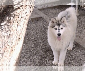Siberian Husky Puppy for Sale in TUCSON, Arizona USA