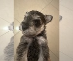 Puppy Hercules Schnauzer (Miniature)