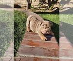 Small Photo #25 Bulldog Puppy For Sale in RIVERSIDE, CA, USA