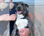 Small #4 Staffordshire Bull Terrier