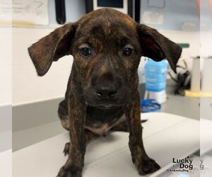 Ed - Male Labrador Retriever-Unknown Mix Dog for Adoption - Photo #3