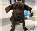 Small Photo #3 Labrador Retriever-Unknown Mix Puppy For Sale in Washington, DC, USA