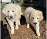 Small Photo #4 Great Pyrenees Puppy For Sale in MONTROSE, CO, USA