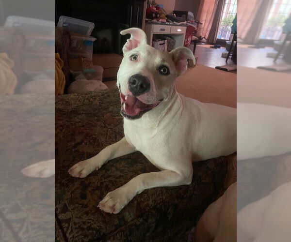 Medium Photo #3 Mutt Puppy For Sale in Rockaway, NJ, USA