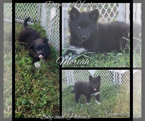 Siberian Husky Puppy for sale in BLOOMFIELD, IN, USA