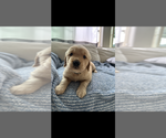 Small Photo #3 Golden Retriever Puppy For Sale in HENDERSON, NV, USA