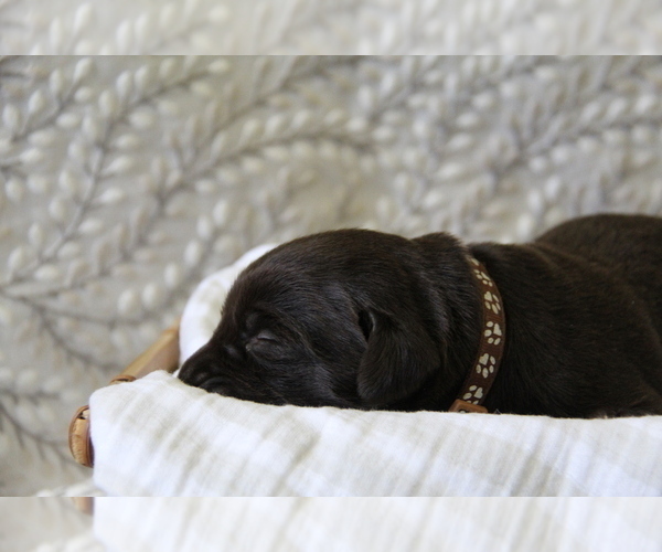 Medium Photo #8 Labrador Retriever Puppy For Sale in HYDE PARK, VT, USA