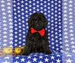Small Photo #3 Miniature Labradoodle Puppy For Sale in QUARRYVILLE, PA, USA