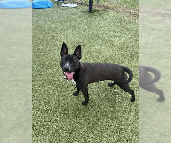 Medium Photo #2 Staffordshire Bull Terrier-Unknown Mix Puppy For Sale in Pasadena, TX, USA