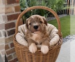 Small #1 Schnauzer (Miniature)