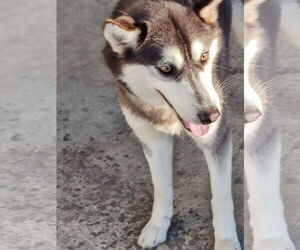 Mutt Dogs for adoption in Wilmington, NC, USA