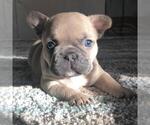 Small Photo #1 French Bulldog Puppy For Sale in FLORENCE, KY, USA