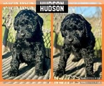 Small Photo #4 Goldendoodle Puppy For Sale in BOKOSHE, OK, USA