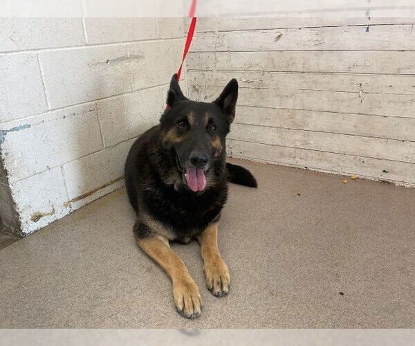 Medium Photo #1 German Shepherd Dog-Unknown Mix Puppy For Sale in San Bernardino, CA, USA
