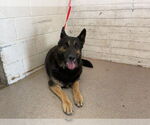 Small German Shepherd Dog Mix