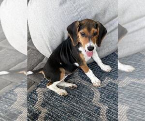 Beagle Dogs for adoption in Tampa, FL, USA