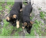 Small Photo #3 German Shepherd Dog Puppy For Sale in RUFFIN, SC, USA