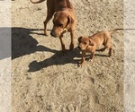Small Photo #132 Rhodesian Ridgeback Puppy For Sale in MORONGO VALLEY, CA, USA