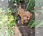 Small Goldendoodle mix (+ Poodle Standard)