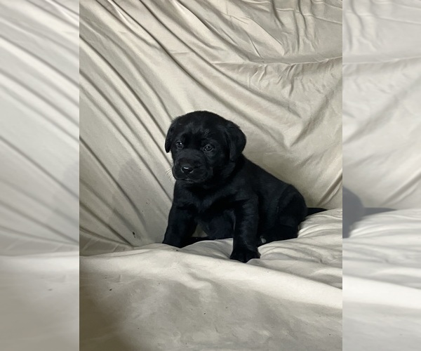 Medium Photo #1 Labsky Puppy For Sale in CANFIELD, OH, USA