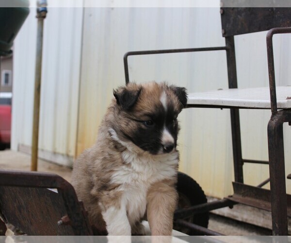 Medium Photo #5 Shollie Puppy For Sale in PENNVILLE, IN, USA