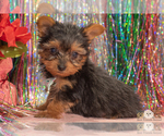 Small Photo #5 Yorkshire Terrier Puppy For Sale in SAFFORD, AZ, USA