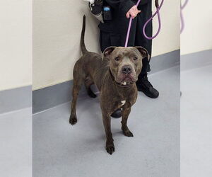 Mutt Dogs for adoption in Louisville, KY, USA