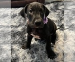 Small #2 Great Dane