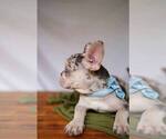 Small Photo #4 French Bulldog Puppy For Sale in SUWANEE, GA, USA