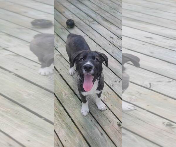 Medium Photo #17 Labrador Retriever-Unknown Mix Puppy For Sale in Murfreesboro, NC, USA