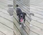 Small #16 Labrador Retriever Mix