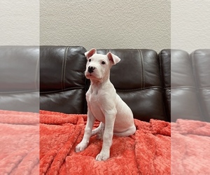 Dogo Argentino Puppy for sale in SAN ANTONIO, TX, USA