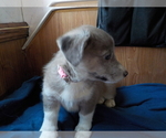 Small Photo #58 Australian Shepherd-Pembroke Welsh Corgi Mix Puppy For Sale in GALLEGOS, NM, USA