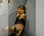 Small Photo #3 Dachshund Puppy For Sale in STONY CREEK, VA, USA