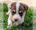 Small #3 Staffordshire Bull Terrier Mix