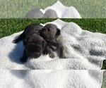 Small Photo #4 French Bulldog Puppy For Sale in FARMINGTON, MO, USA