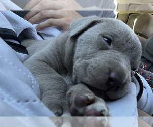 American Pit Bull Terrier Puppy for sale in SAN BERNARDINO, CA, USA