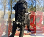 Small Photo #18 Goldendoodle Puppy For Sale in PIEDMONT, SC, USA