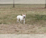 Small #9 French Bulldog