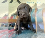 Small Photo #11 Labrador Retriever Puppy For Sale in ESCONDIDO, CA, USA