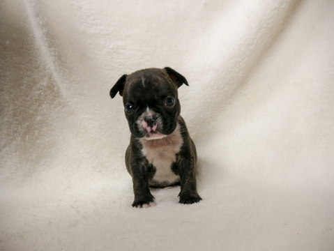 Medium Photo #1 French Bulldog Puppy For Sale in BELLEAIR, FL, USA