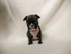 Small Photo #1 French Bulldog Puppy For Sale in BELLEAIR, FL, USA
